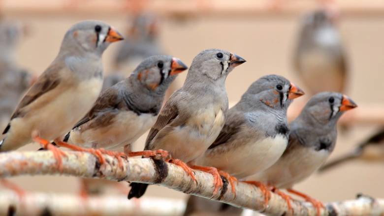 Inilah yang Dikatakan Kicauan Burung tentang Sel-Sel Otak dan Pembelajaran
